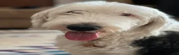 Sheepadoodle dogs for sale: Sheepadoodle Puppy 3 - Ad 2