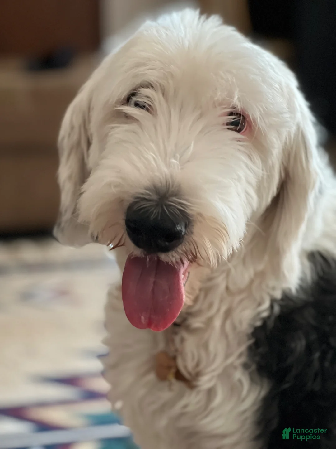 Sheepadoodle dogs for sale: Sheepadoodle Puppy 3 - Ad 2