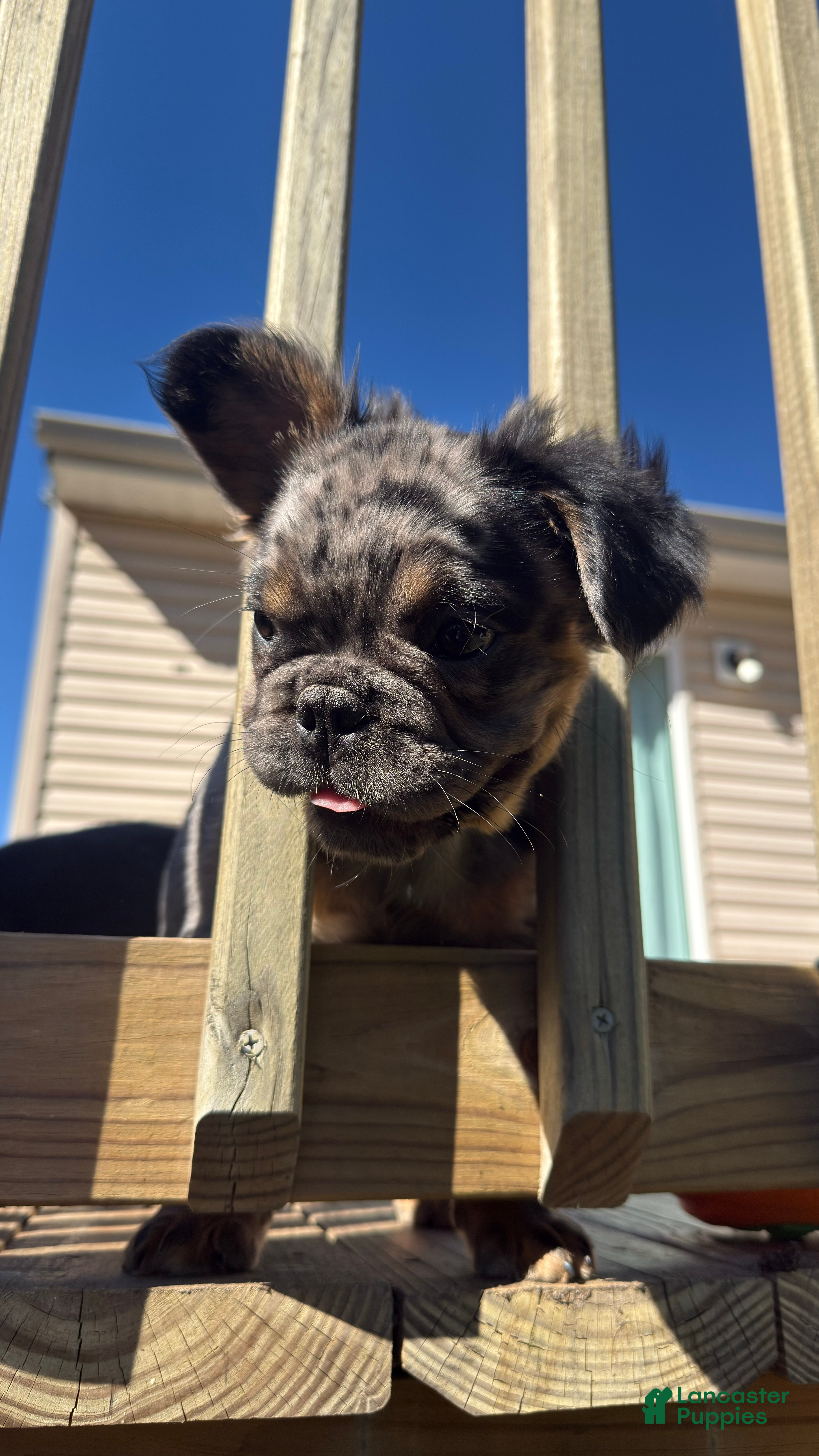 French Bulldog dogs Seven Jr - Ad 2