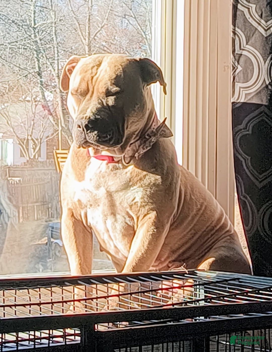 Gallery Image {{count}}