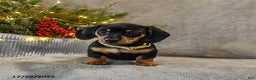 Dachshund dogs for sale: Truffles - Ad 4