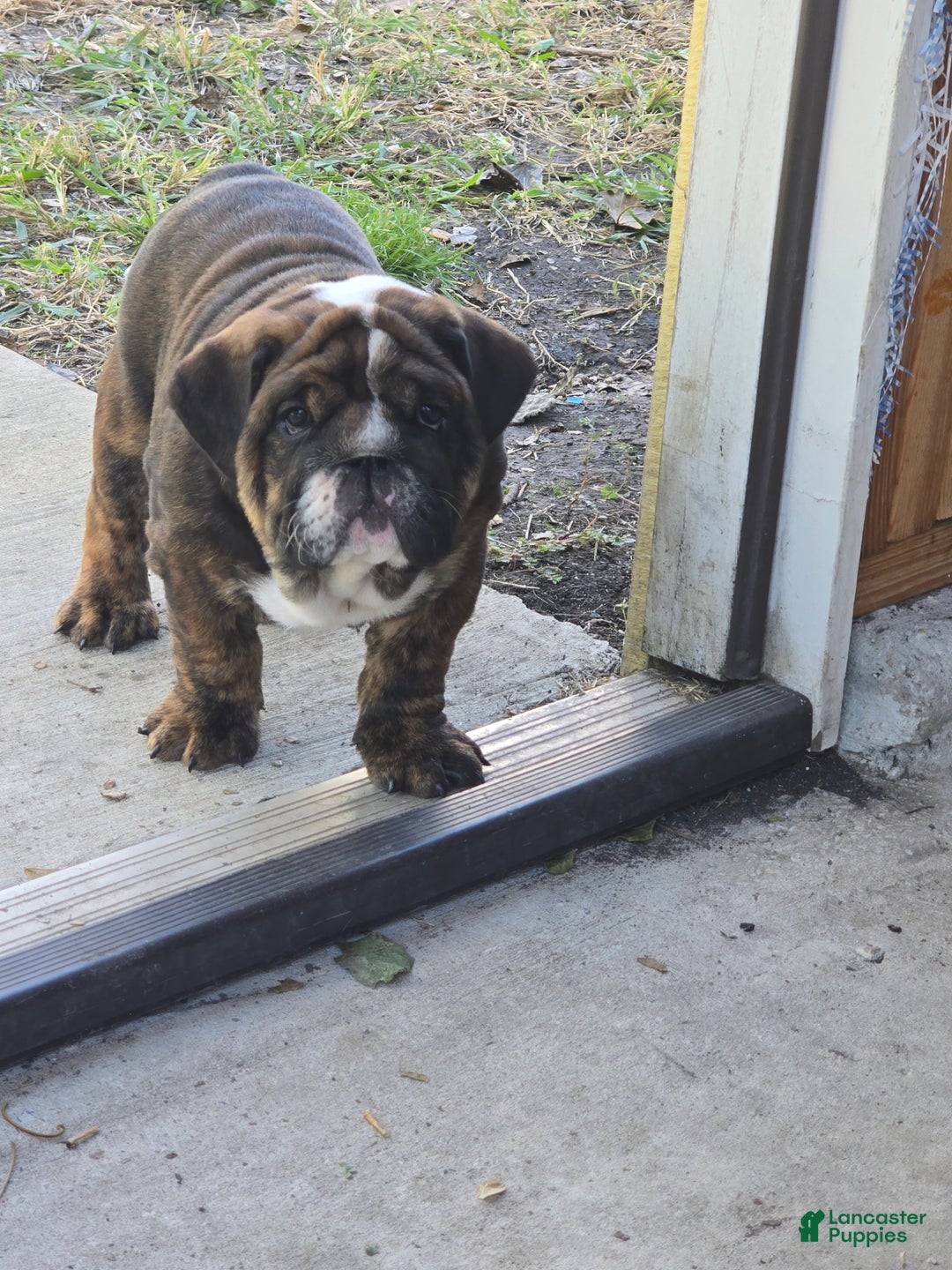 English Bulldog dogs for sale: Lucy - Ad 5