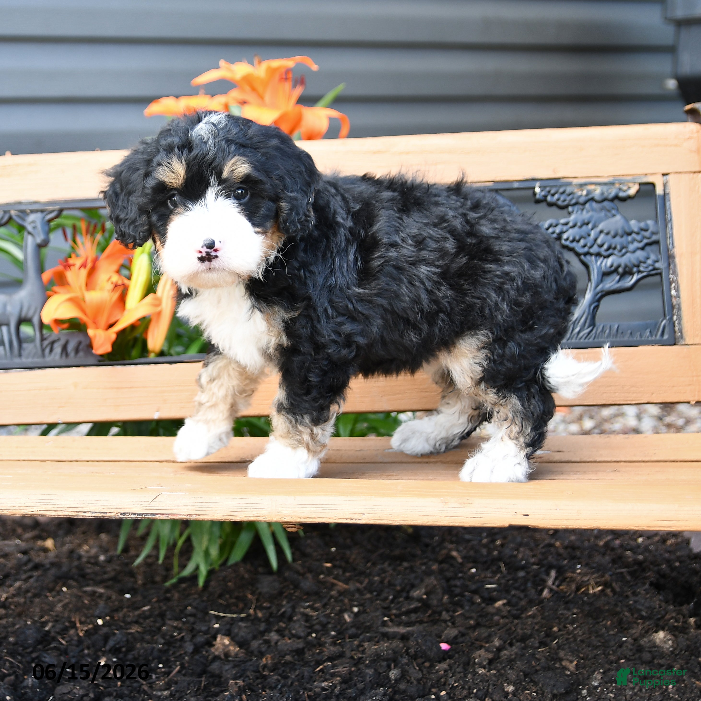 Bernedoodle dogs Macy - Ad 1