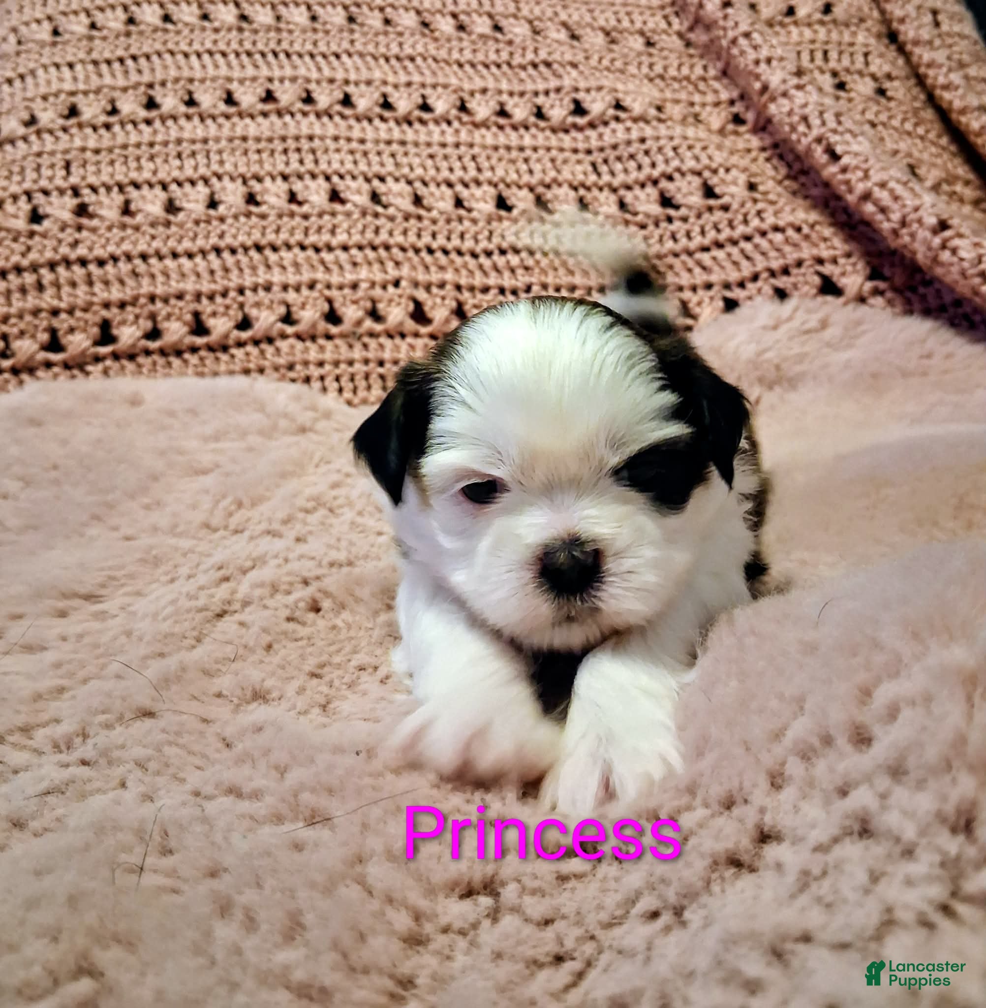 Shih Tzu dogs Princess - Ad 1