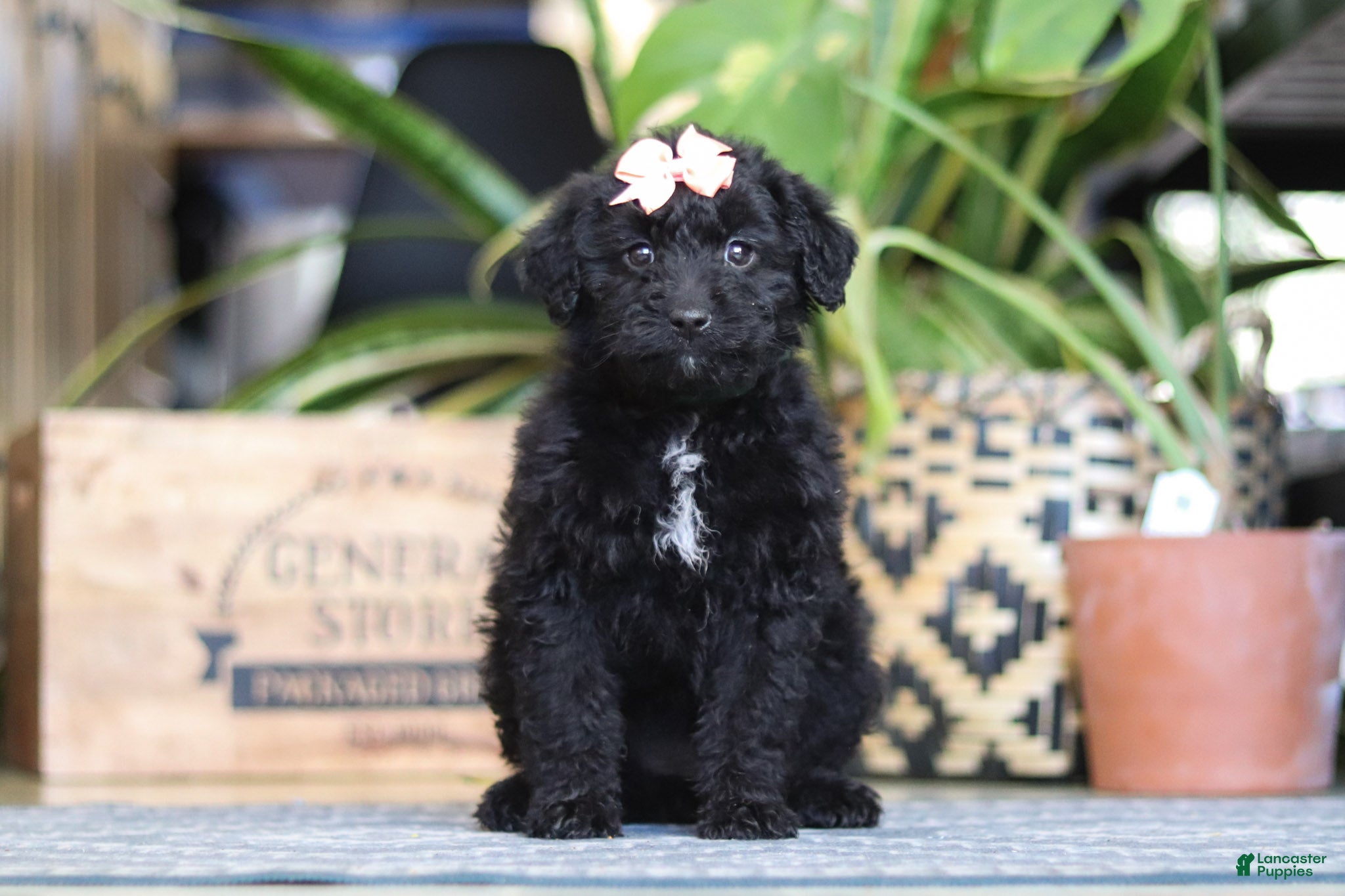 Mixed Breed dogs Lola - Ad 39