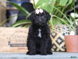 Mixed Breed dogs Lola - Ad 39