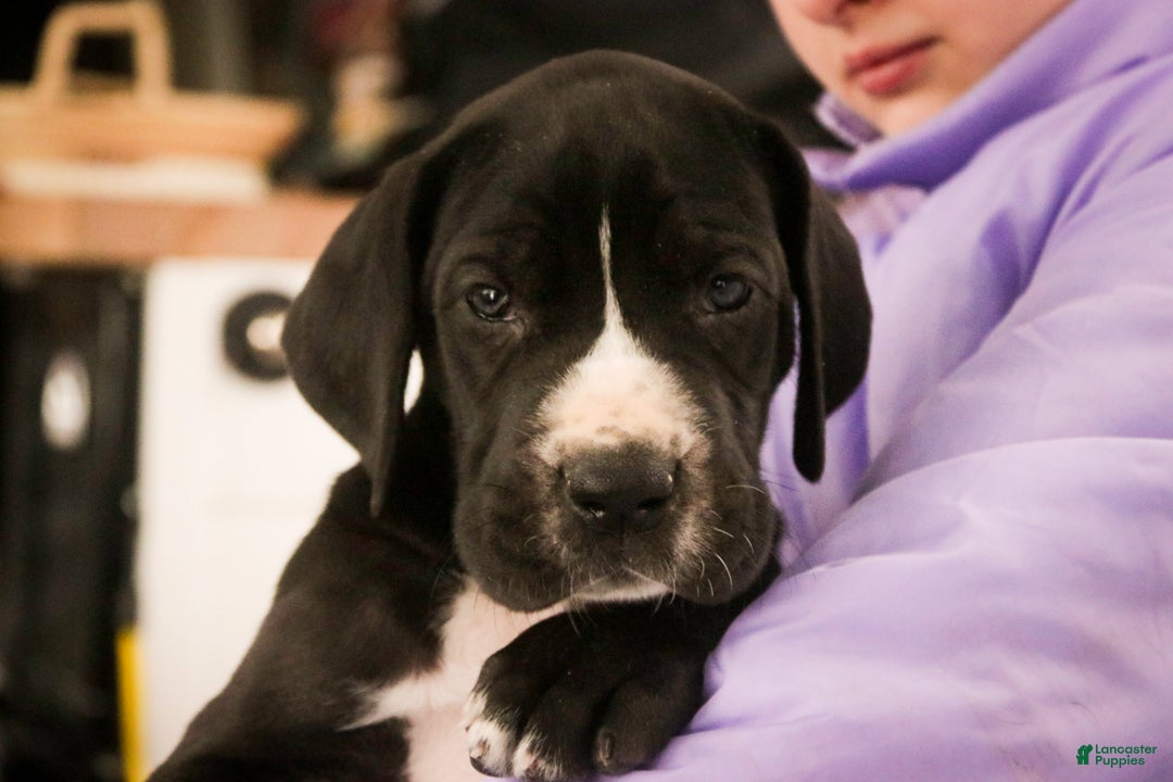 Great Dane dogs for sale: Toby - Ad 5