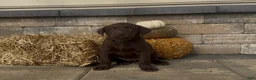 Labrador Retriever dogs for sale: Tikka - Ad 1