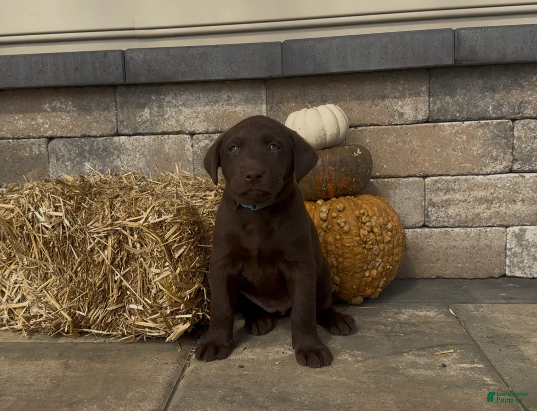 Labrador Retriever dogs for sale: Tikka - Ad 1