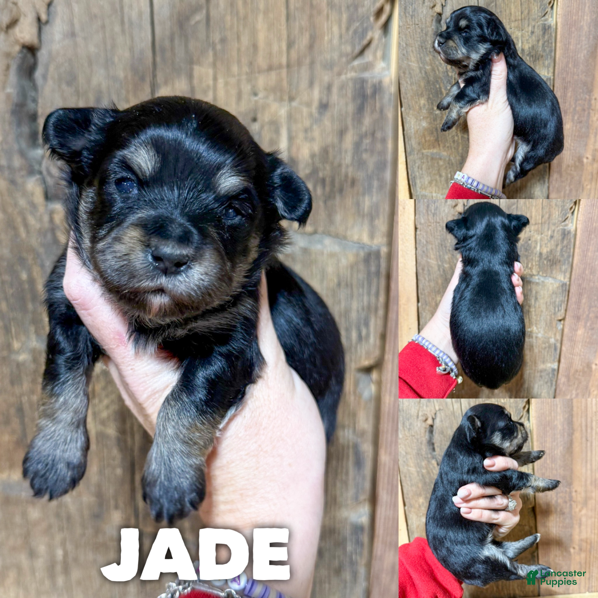 Mixed Breed dogs Jade - Ad 19