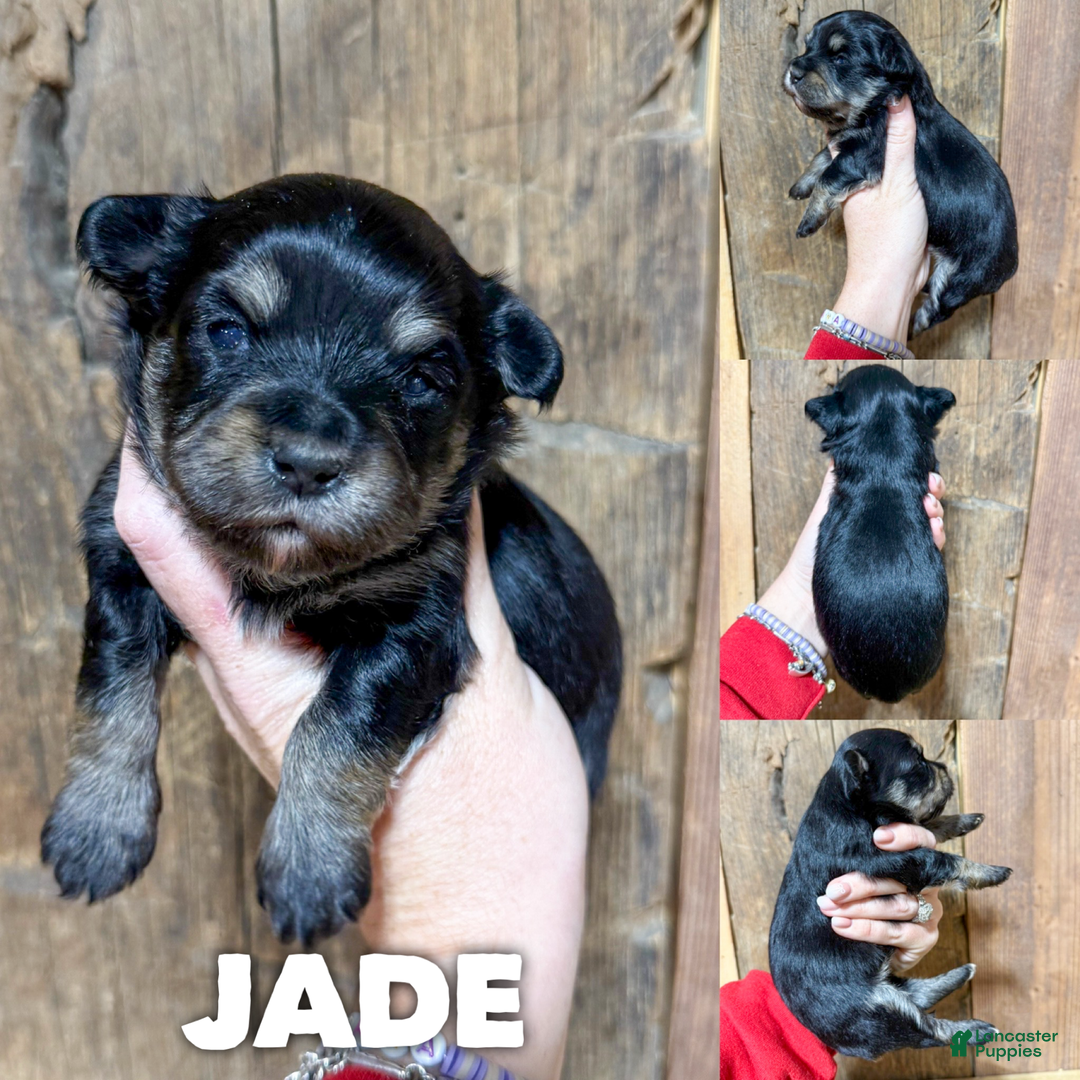 Mixed Breed dogs for sale: Jade - Ad 1