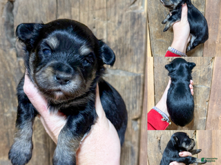 Mixed Breed dogs Jade - Ad 19