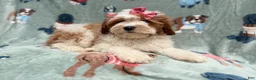 Cavapoo dogs for sale: Ember - Ad 5