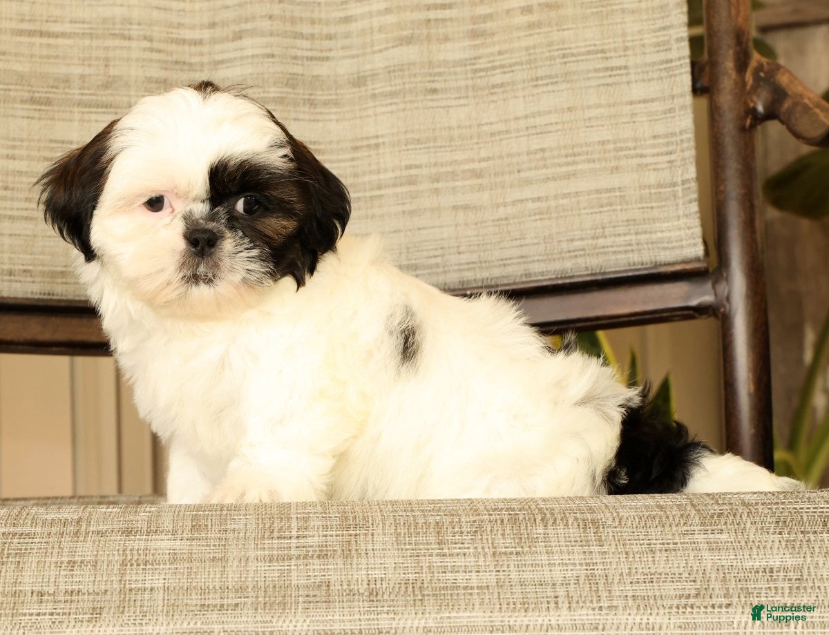 Malshi dogs for sale: Mila - Ad 6
