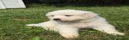 Great Pyrenees dogs for sale: Mrs Orange  - Ad 4
