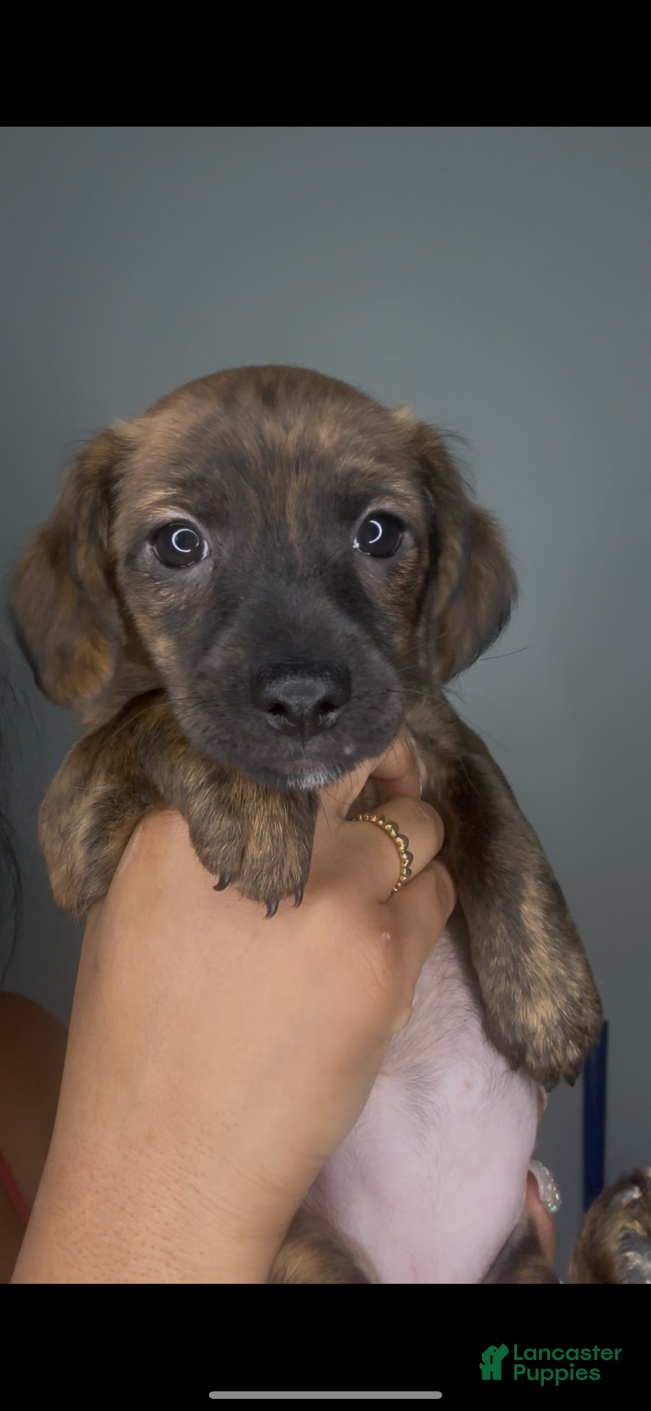 Mixed Breed dogs Cinnamon  - Ad 1