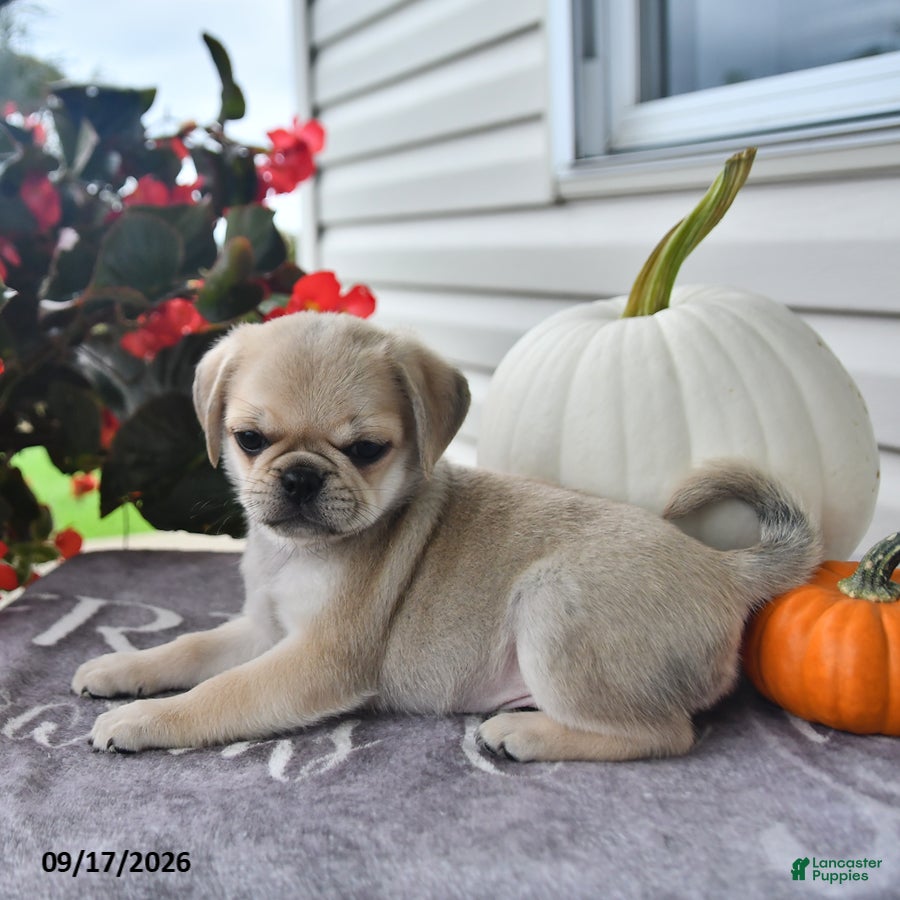 Puggle dogs Rambo - Ad 2