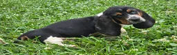 Basset Hound dogs for sale: SilverQuill - Ad 1
