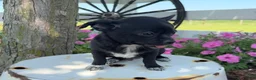 Chihuahua dogs for sale: Tony - Ad 8