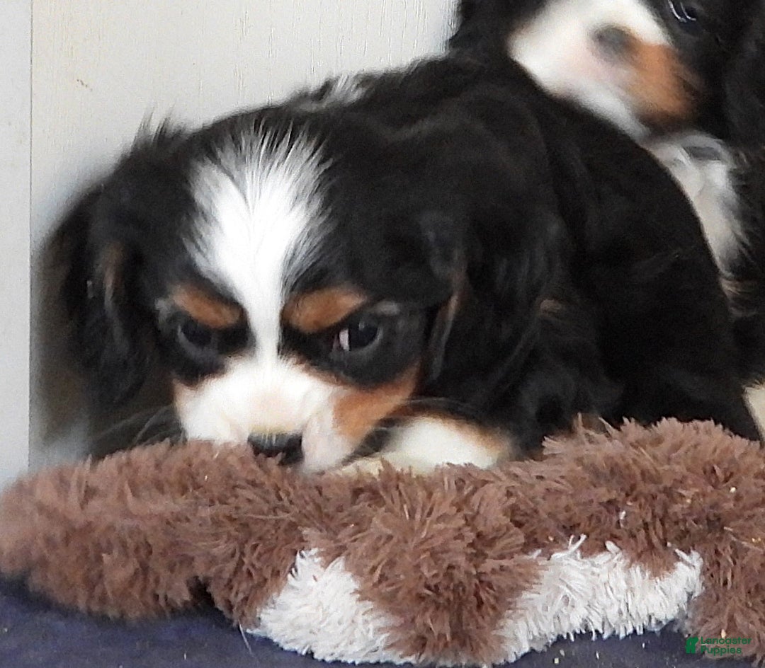 Cavalier King Charles Spaniel dogs for sale: Cavalier King Charles Spaniel Puppy 3 - Ad 3