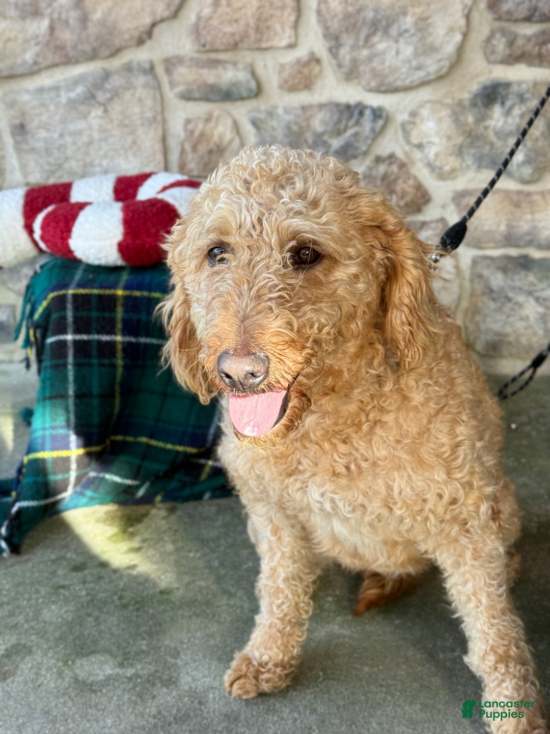 Mixed Breed dogs for sale: Sheba - Ad 5