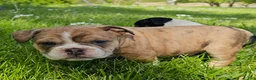 Mixed Breed dogs for sale: Seal Merle Mini Bulldog Boy - Ad 2