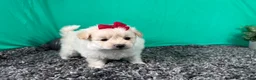 Pomapoo dogs for sale: Pomapoo 4 - Ad 1