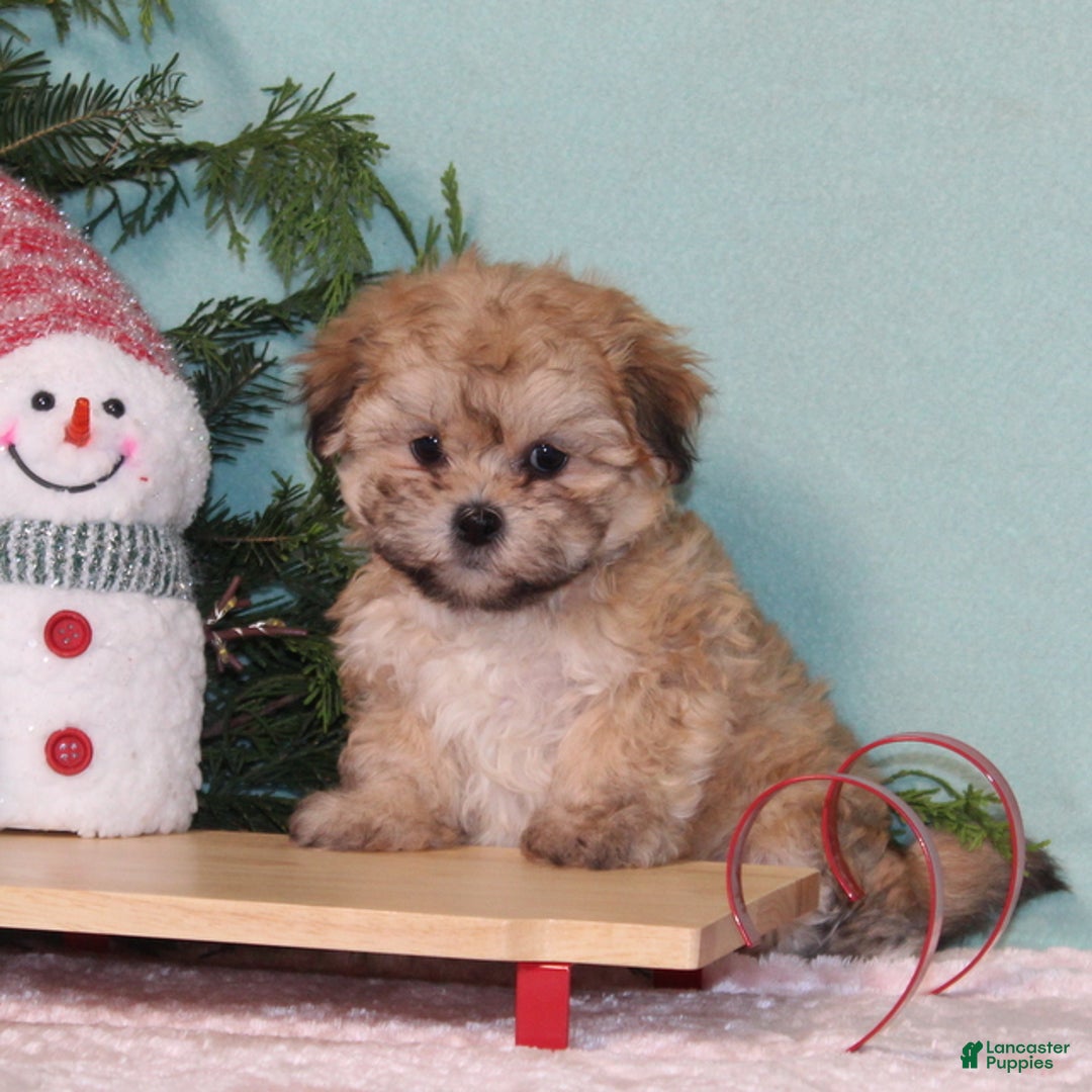 Teddy Bear dogs for sale: Kisses - Ad 1