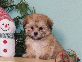 Teddy Bear dogs Kisses - Ad 16