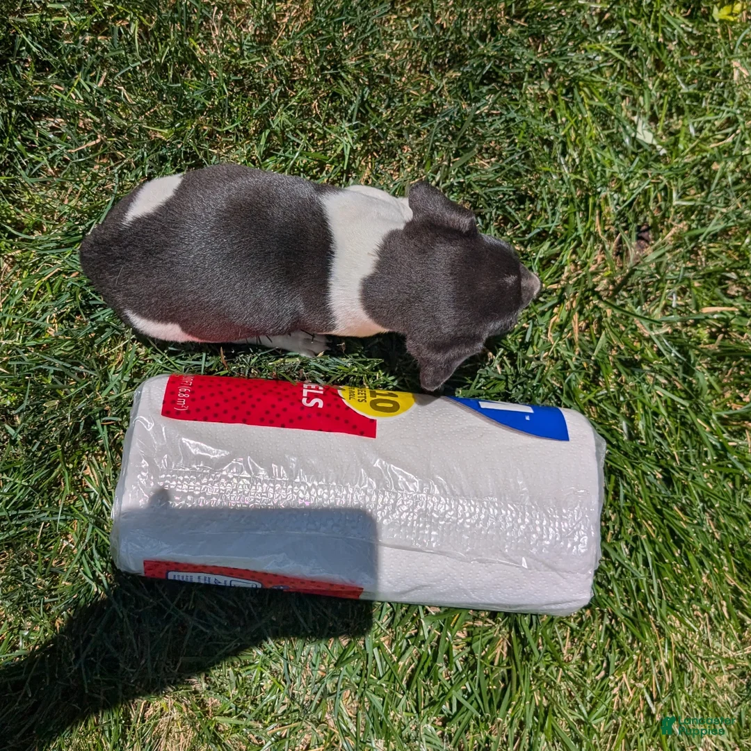 Jack Russell Terrier dogs for sale: Spade - Ad 9