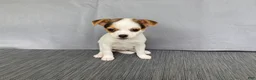 Chihuahua dogs for sale: Willow - Ad 5