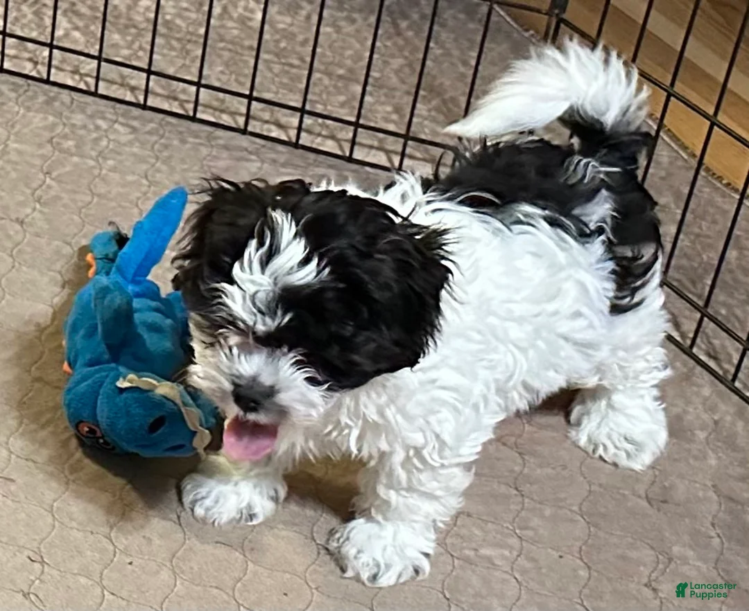 Shihpoo dogs for sale: Shihpoo Puppy 1 - Ad 4