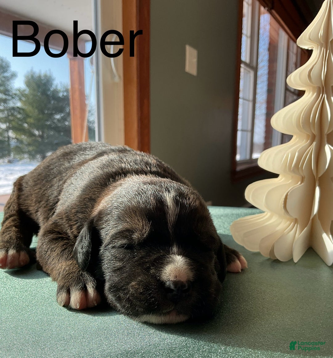 Mixed Breed dogs for sale: Bober - Ad 2