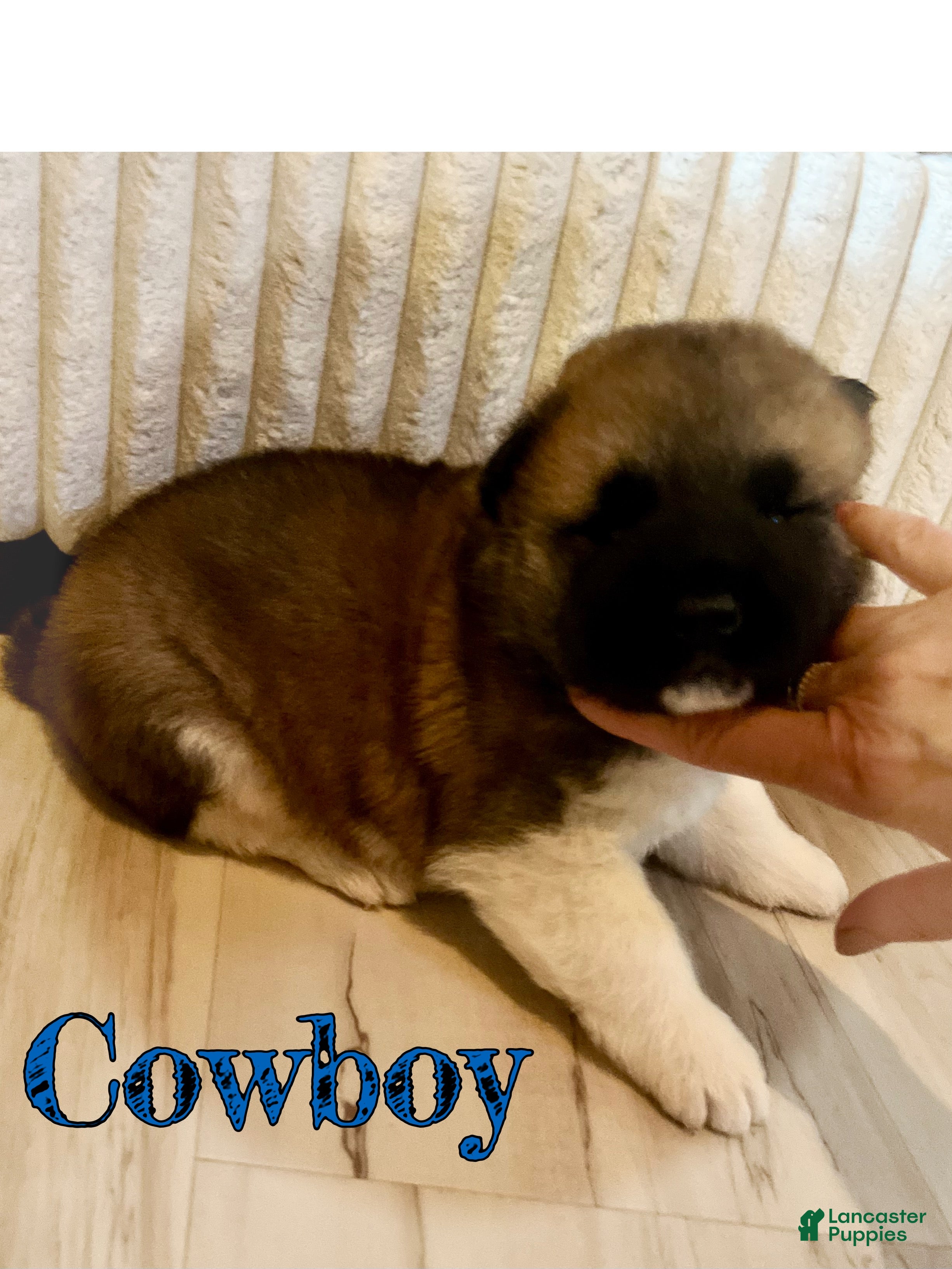 Akita dogs Cowboy  - Ad 2