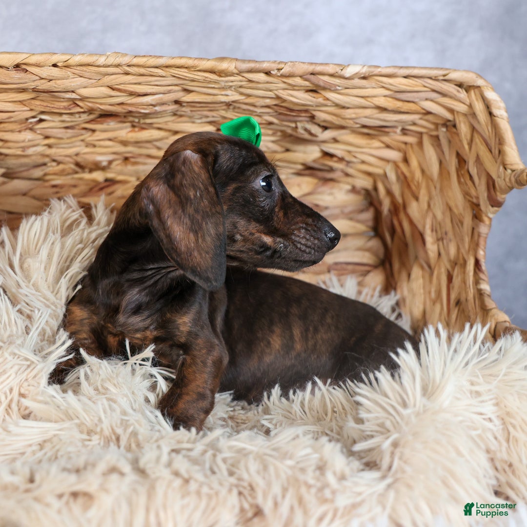 Miniature Dachshund dogs for sale: Fletcher - Ad 17