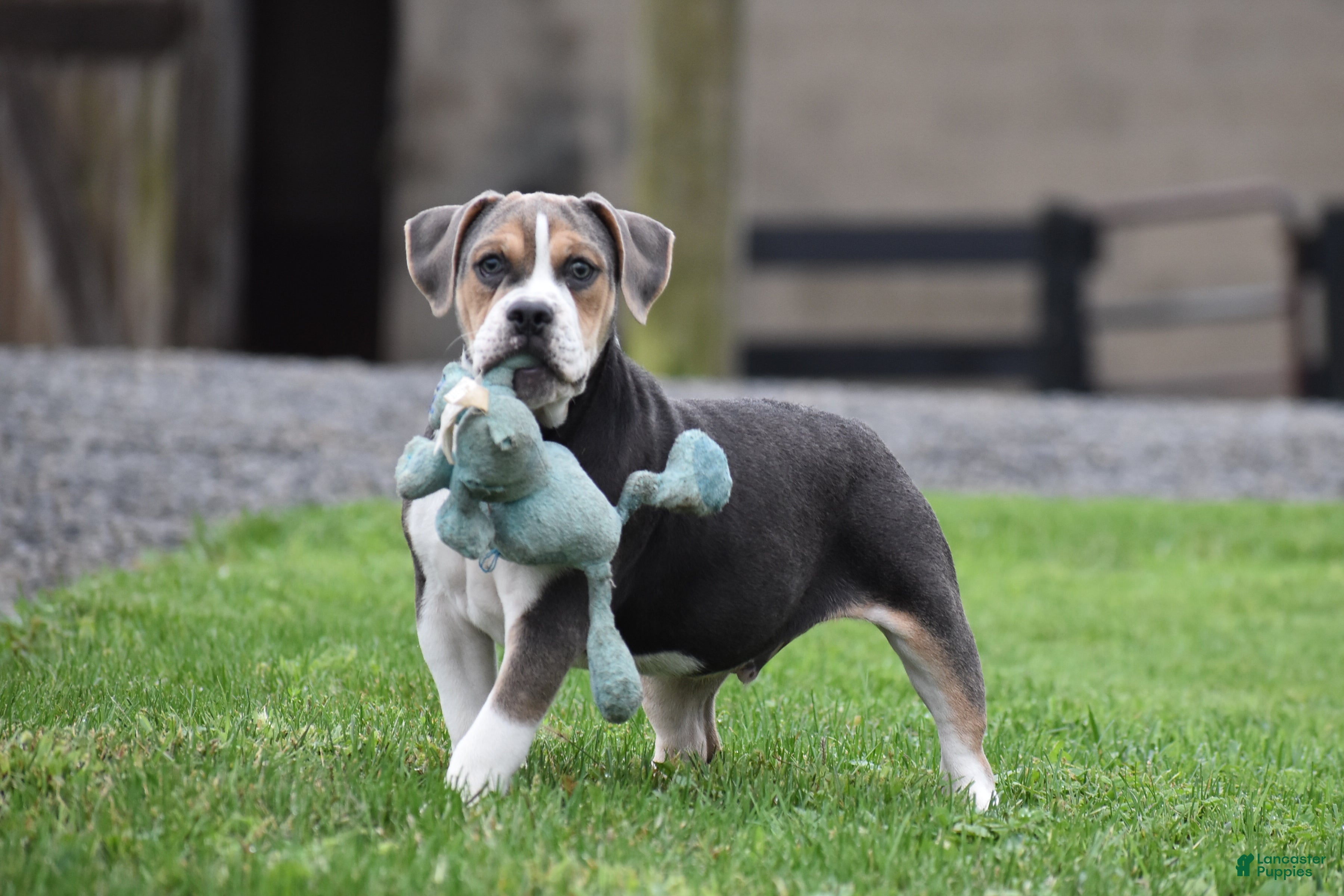 Beabull dogs Everett - Ad 1