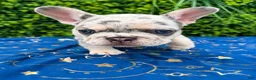 French Bulldog dogs for sale: Merle Boy #2 - Ad 3