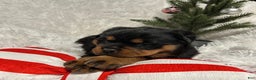 Rottweiler dogs for sale: Sidney - Ad 8
