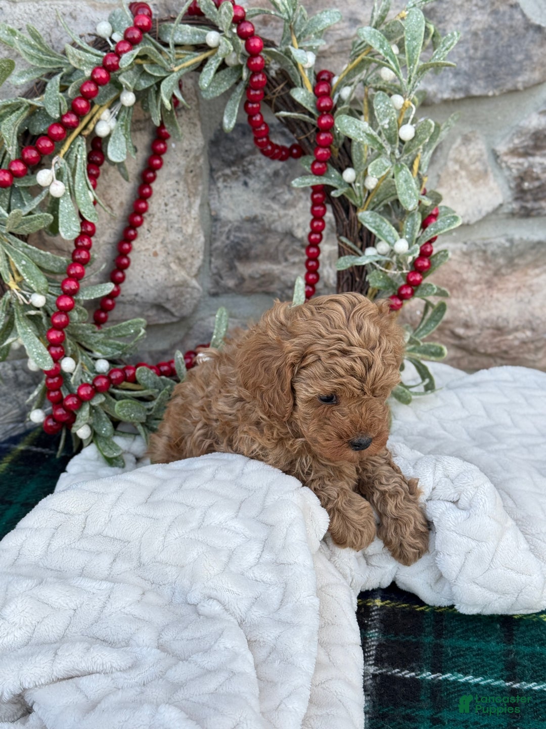 Toy Poodle dogs for sale: Trenton - Ad 10