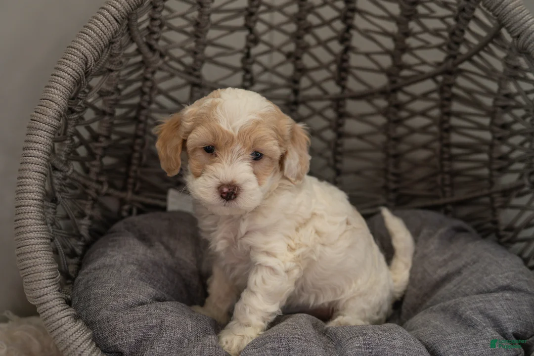 Cockapoo dogs for sale: Bella - Ad 5