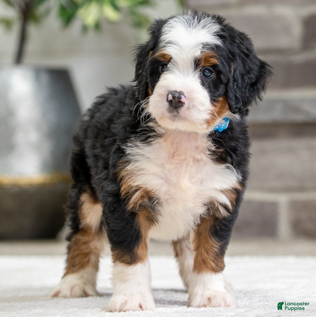 Mini Bernedoodle dogs for sale: Sampson - Ad 3