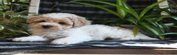 Bichpoo dogs for sale: Baxter - Ad 4