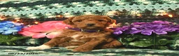 Mini Goldendoodle dogs for sale: Champion  - Ad 1