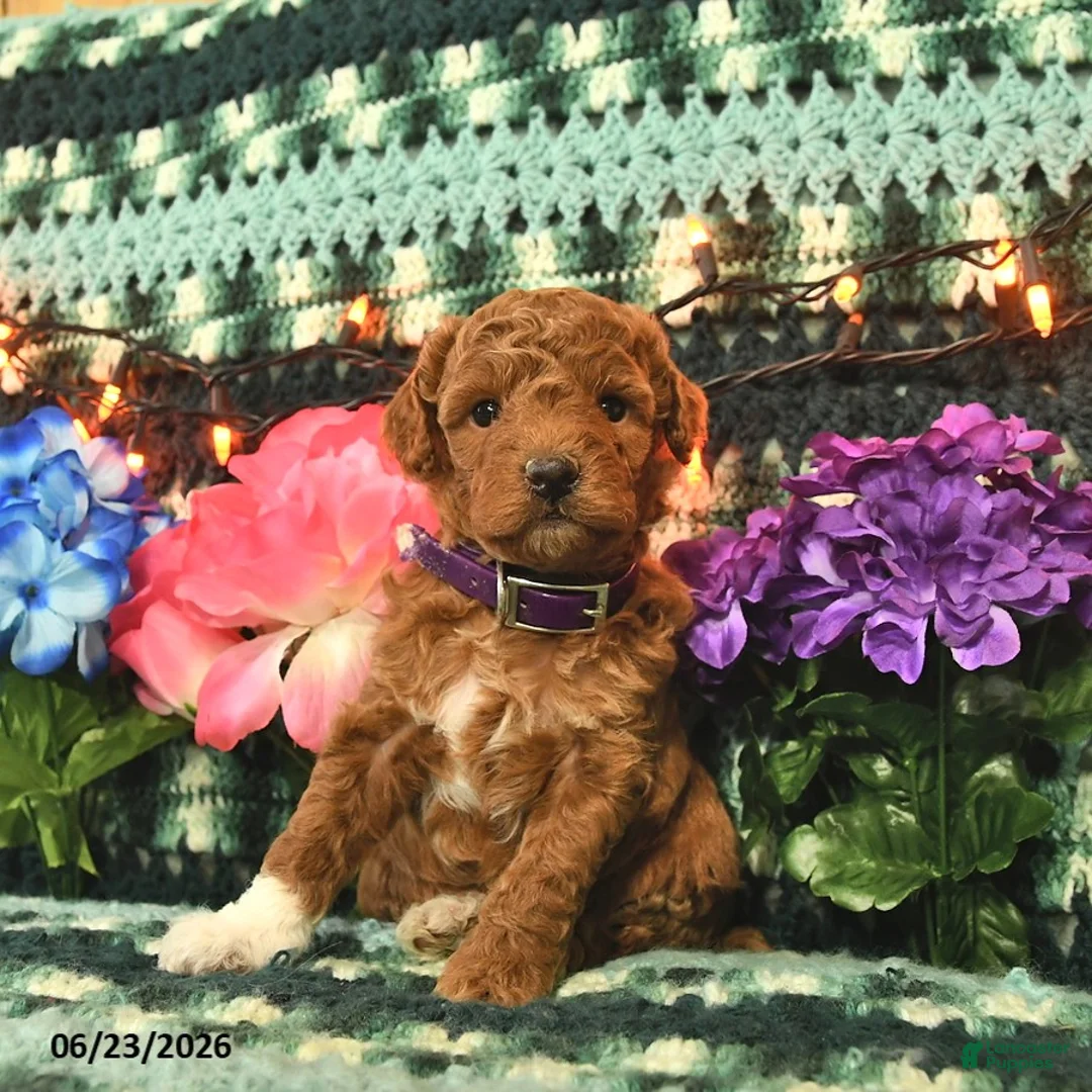 Mini Goldendoodle dogs for sale: Champion  - Ad 1