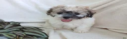 Teddy Bear dogs for sale: Cutie - Ad 6