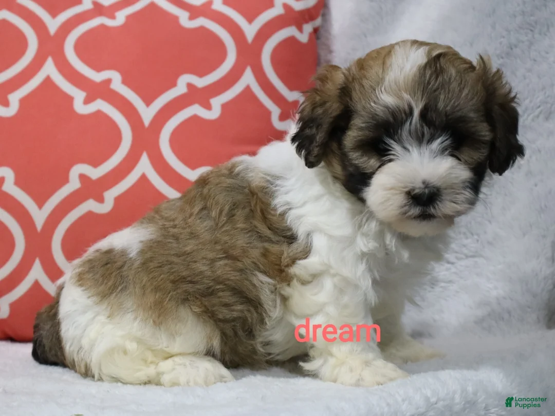 Shihpoo dogs for sale: Sienna  - Ad 2