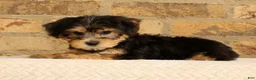 Yochon dogs for sale: Jasper - Ad 5