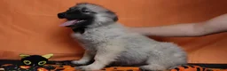 Keeshond dogs for sale: Conner  - Ad 11
