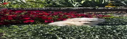 Coton De Tulear dogs for sale: Charles  - Ad 5