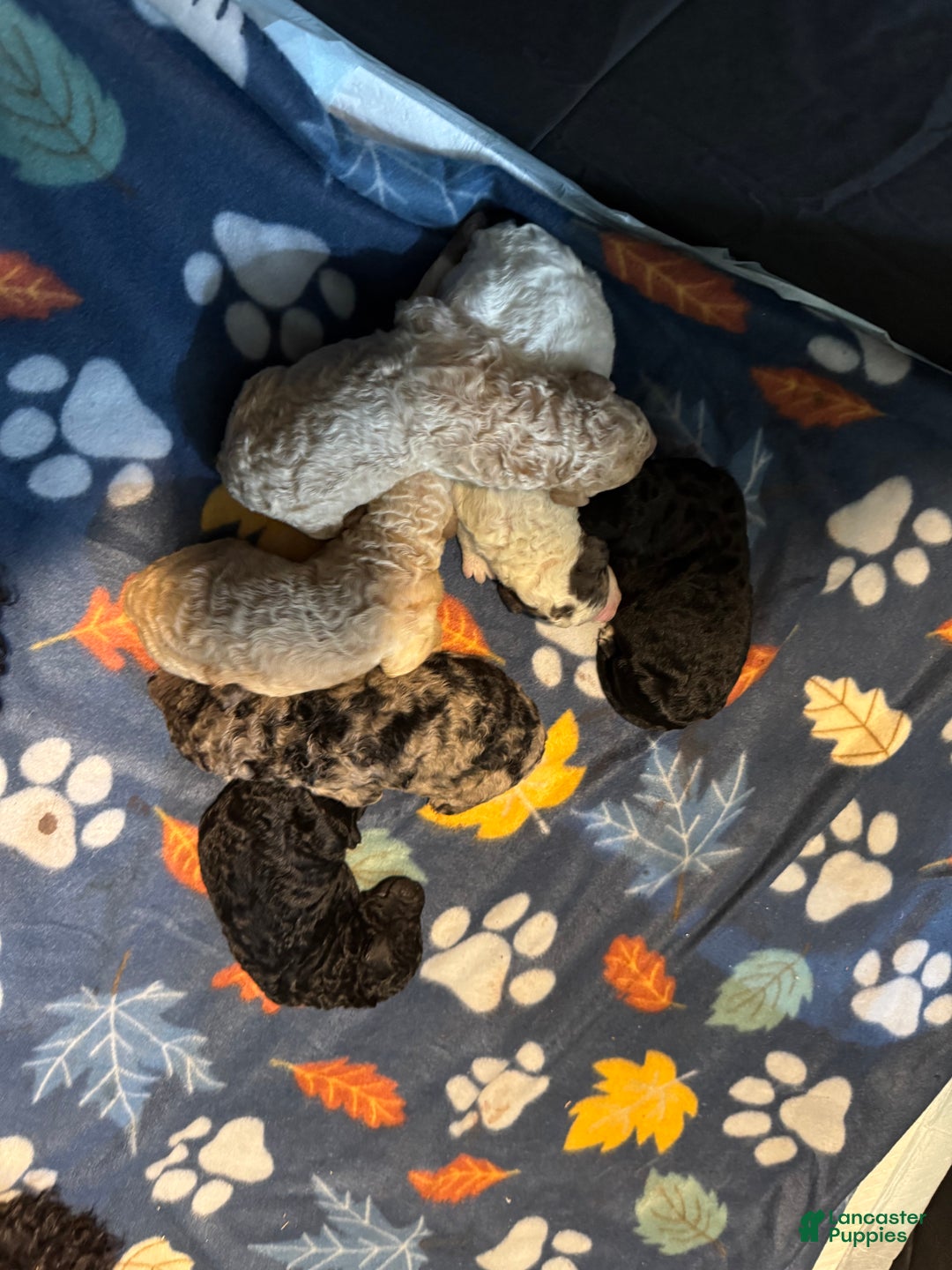 Standard Poodle dogs for sale: Ghost - Ad 3